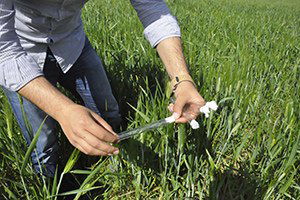 Kahta`da Süne Mücadelesi Başladı