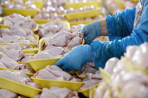 Kanatlıda İhracat Tıkanması