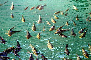 Keban`da Su Ürünleri İstişare ve Avlanma Yasağı Toplantısı