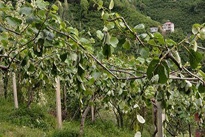 Fırtına Kiviyi Vurdu