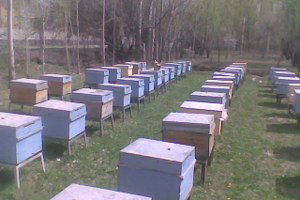 Kavak`ta Arıcılara Kovanlara İlkbahar Bakımı Uyarısı