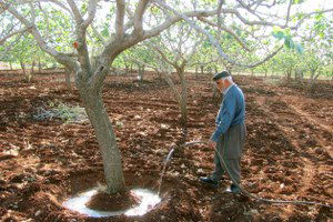 Kuraklık, Fıstık Üreticilerini Harekete Geçirdi