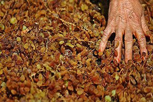 Kuru Üzümde İlaç Kalıntısıyla Mücadele