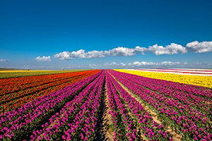 Lale Tarlası Adeta Dev Bir Gökkuşağını Andırdı