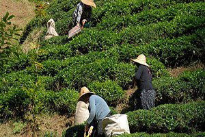 Mayısta Yaş Çay Alım Kampanyası Başlayacak