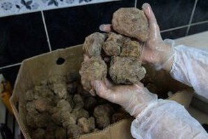 Meraklılarının 11 Aydır Beklediği Keme Çıktı, Fiyatı Etin İki Katı