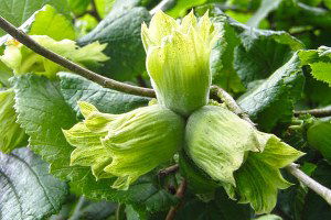 Milli Ürünü Yabancılar Yönetiyor