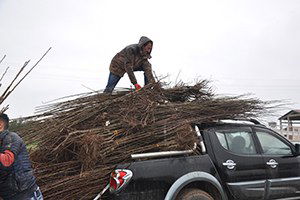 Muş`ta 42 Bin Meyve Fidanı Dağıtıldı