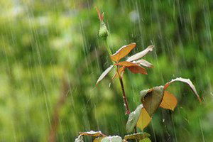 Çiftçiler İçin Nisan Yağmurunun Önemi Büyük