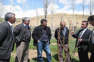 Otlukbeli`de Organik Elma Projesi