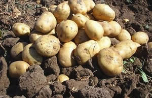 Niğde`nin Tescilli Yerli Patatesi `Nahita`