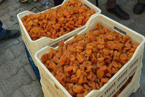 Rusya Kayısı`dan Vazgeçemedi