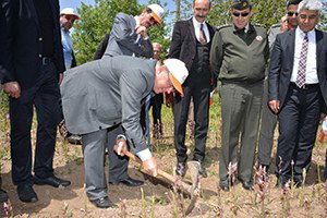 Salep Hasadı Başladı
