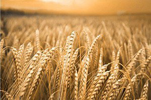 Sarıkamış Çiftçisi Sezondan Umutlu