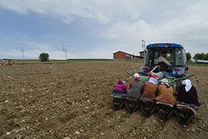 Selendili Çiftçiler Tütün Ekimine Başladı