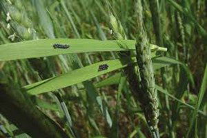 Seydişehir`de Zabrus Zararlısıyla Mücadele