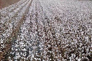 Sezener Ve Naz`a Çiftçi İlgisi