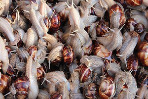 Sezon Açıldı, Salyangoz Avcıları İş Başında