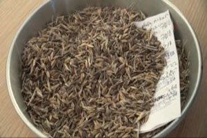 Şanlıurfa`da Sezonun İlk Arpasını Üreten Çiftçiye Altın