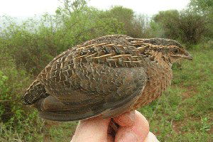 Siirtliler, Bıldırcın Eti ve Yumurtasını Sevdi