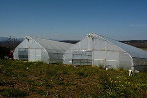 Sinop`ta Örtü Altı Üretimi Arttı