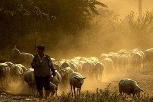 Sandıklı`da Sürü Yöneticiliği Kursu