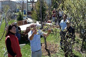 Tepebaşı`nda Meyve Ağaçları ve Üzüm Bağları Budandı