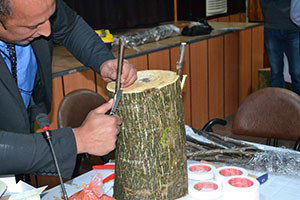 Terme`de Yabani Cevizler Kültüre Alınıyor