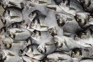 Tezgahlarda Hamsinin Yerini Levrek Ve Çipura Aldı