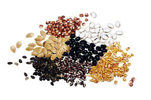 Tohum Üretimine Çukurova Desteği