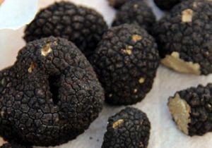 Orman Bakanlığı`ndan `Kara Altın` Projesi