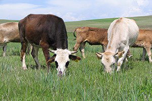 Ulaş`ta Besi Sığırcılık Kursu Açıldı