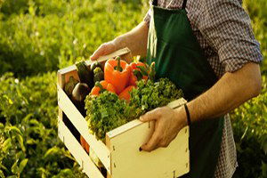 Üniversite Bahçesinde Organik Tarım