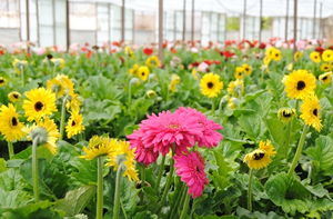 Adana`dan Hollanda`ya Çiçek İhracatı