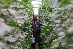 Ürün Rekoltesi Arttı, Fiyatlar Düşüyor