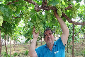 Üzüm Hasadı Mersin`de Başladı