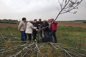 Verimsiz Ceviz Ağaçları Aşılandı