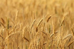 Azalan Yağışlar Buğday Üretimini Olumsuz Etkiledi