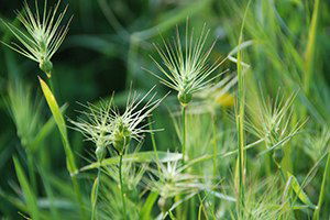 Yabani Otla Mücadele Edilmesi Gerekiyor