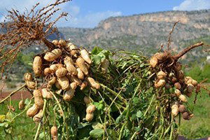 Yer Fıstığı Ekim Sezonu Başladı