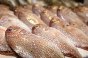 Yozgat`tan Avrupa`ya Balık İhracı