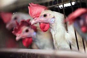 Afyonkarahisar Yumurta Tavuğu Üretiminde Birinci Sırada