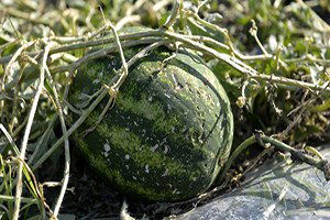 Adana`da Üreticiye Dolu Zararı