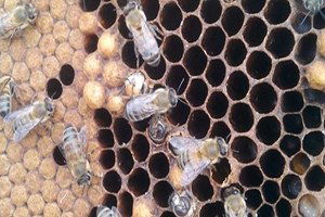 Akraba Evliliği Yapan Arıların Genetiği Değişti