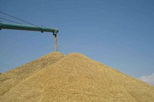 Antalya`da Hububatta Rekolte Düşüşü Bekleniyor