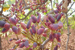 Antepfıstığında Biyolojik Mücadele Paneli