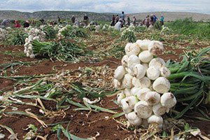 Beyaz Altının Hasadına Başlandı