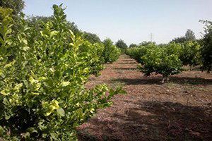 Araban`da Organik Meyve Yetiştiriciliği Yaygınlaşıyor
