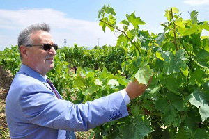 Asma Yaprağında İlaç Kalıntısına Dikkat!