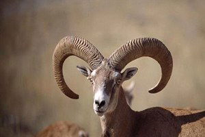 Isparta`da 5, Antalya`da 47 Yaban Keçisi İçin Av Kotası Konuldu